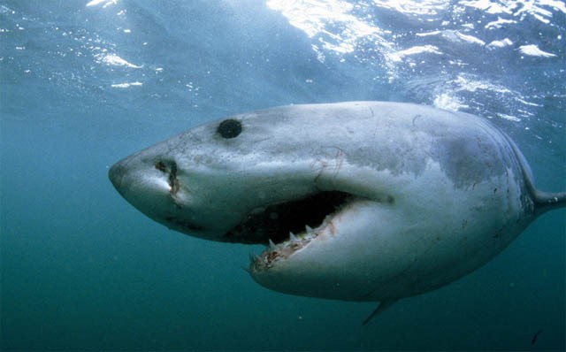 Cá mập trắng có thể thích nghi với môi trường nước ấm và lạnh. Vì chúng có một đặc điểm là chúng có thể chuyển máu lành thành máu nóng để giúp chúng thích nghi và săn mồi tốt. Cá mập trắng chỉ thích sống ở các vùng nước ấm không lạnh cũng không nóng.